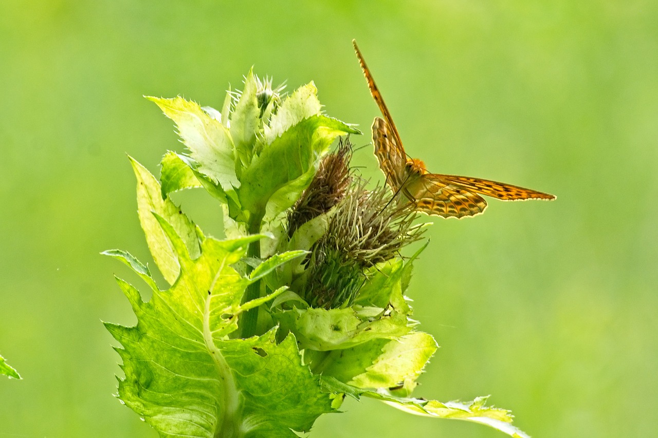 Drugelis,  Motinos Perlų Drugelis,  Vabzdys,  Pobūdį,  Gyvūnas,  Sparnas,  Iš Arti,  Edelfalter,  Thistle,  Žiedas