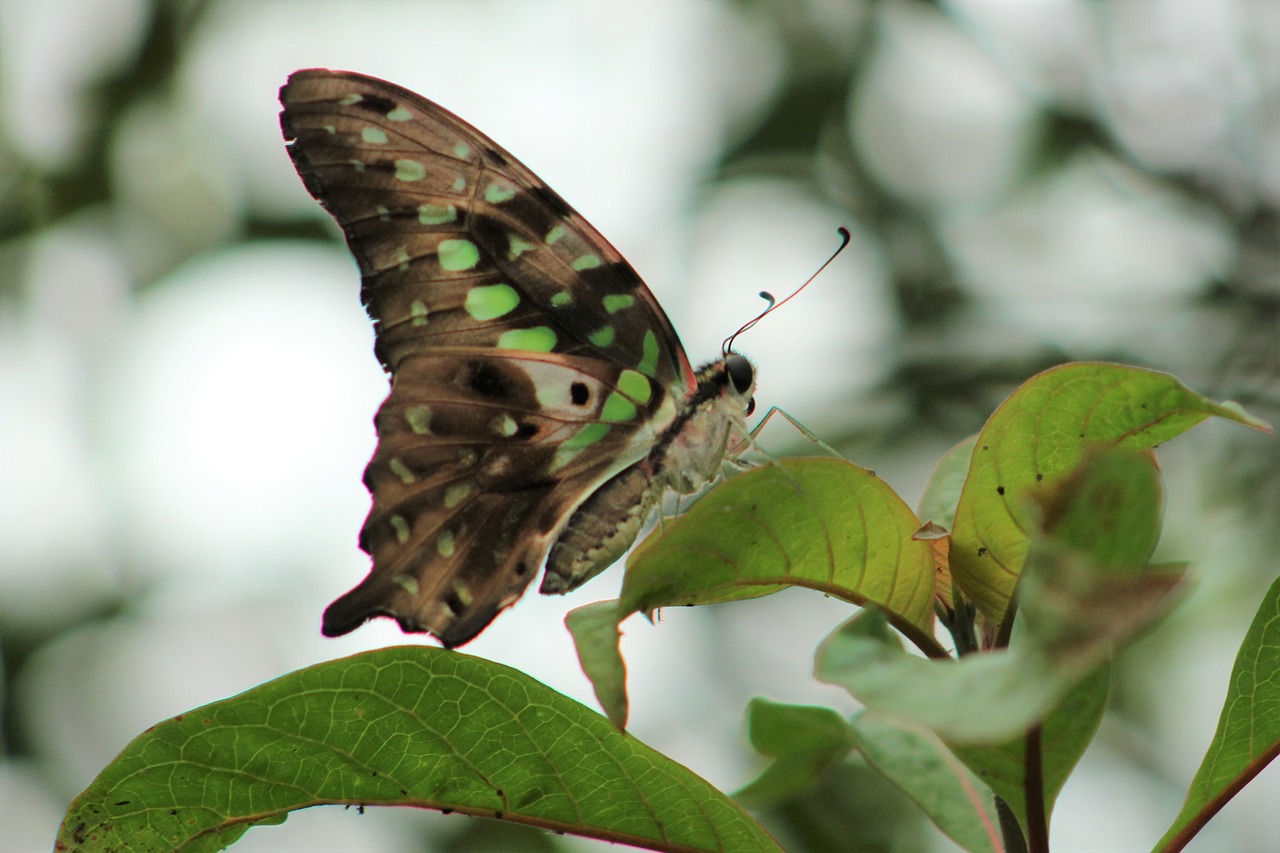 Drugelis,  Pobūdį,  Gyvūnas,  Papiliorama Kerzers, Nemokamos Nuotraukos,  Nemokama Licenzija