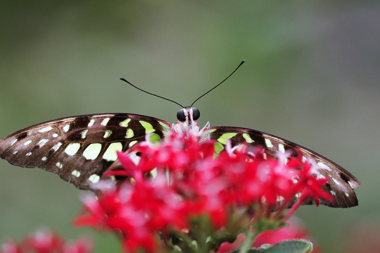 Drugelis,  Gėlė,  Pobūdį,  Papiliorama Kerzers, Nemokamos Nuotraukos,  Nemokama Licenzija