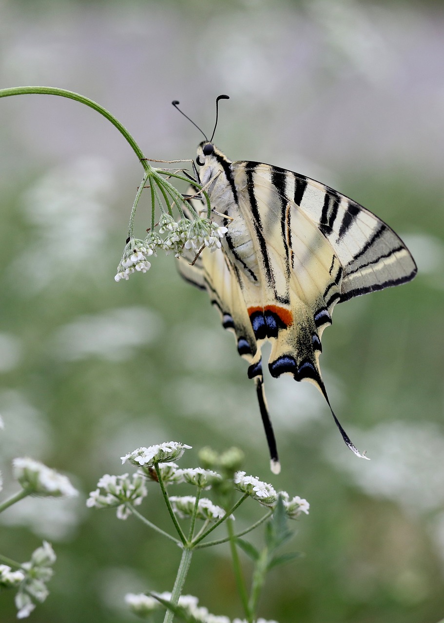 Drugelis,  Susikirs,  Baltos Spalvos,  Puikus,  Sparnai,  Insecta,  Gėlė, Nemokamos Nuotraukos,  Nemokama Licenzija