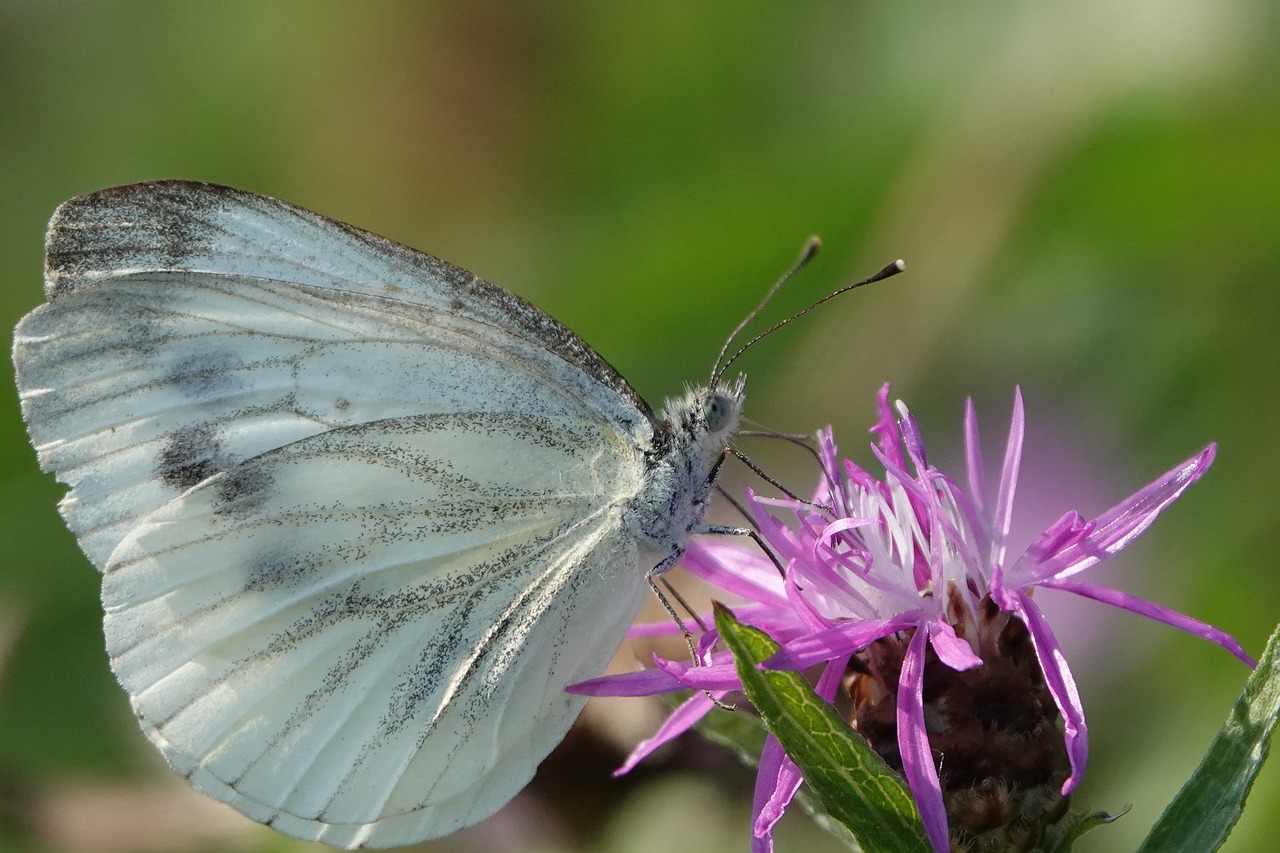 Drugelis,  Gėlė,  Vasara,  Iš Arti,  Sparnas,  Makro,  Gyvūnijos Pasaulyje,  Violetinė,  Augalas, Nemokamos Nuotraukos