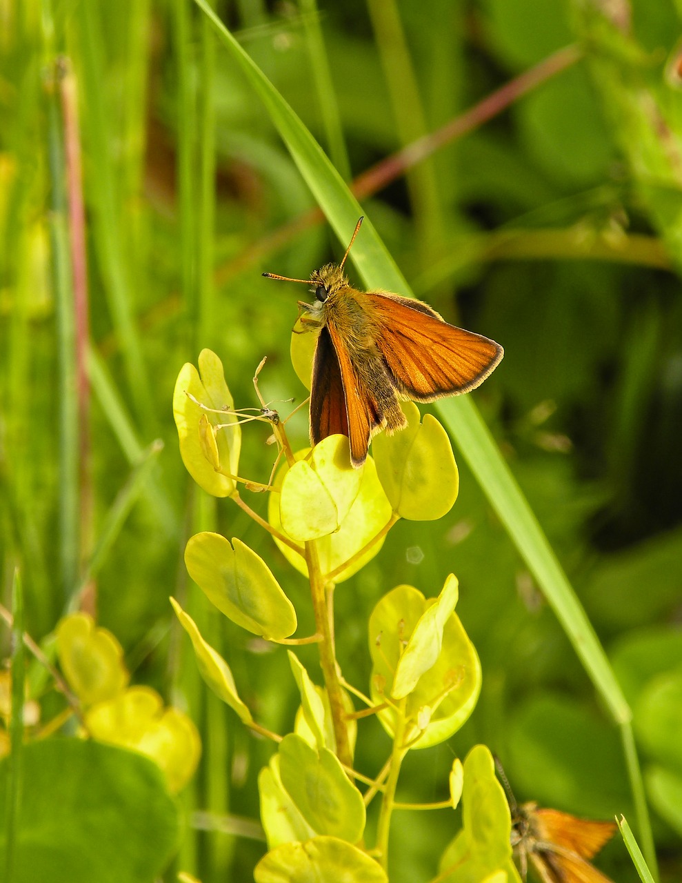 Drugelis,  Kapitonas,  Meadow,  Vabzdys,  Lepidoptera,  Saulė, Nemokamos Nuotraukos,  Nemokama Licenzija