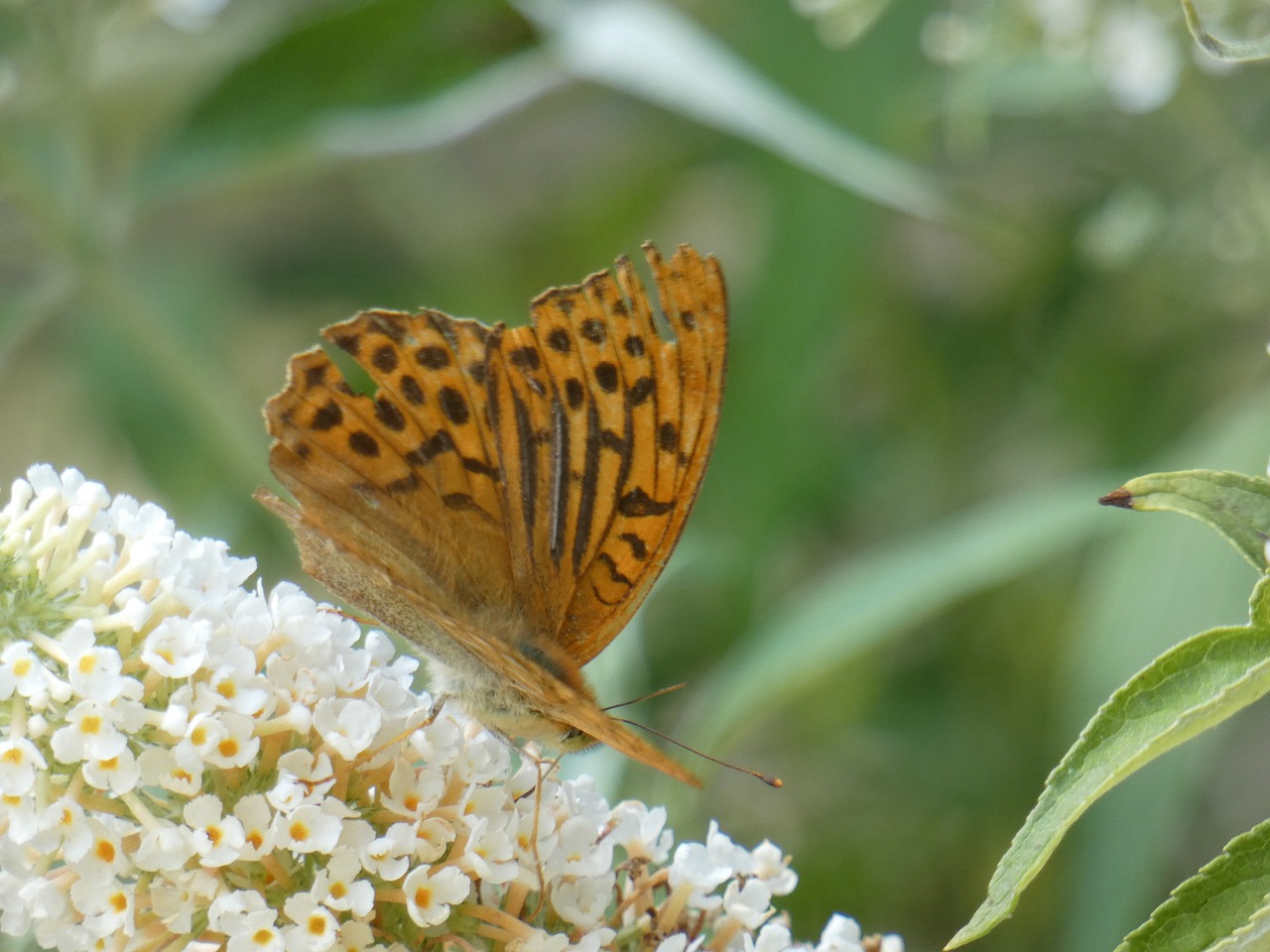 Drugelis,  Gyvūnas,  Pobūdį,  Žiedas,  Gėlė,  Baltos Spalvos,  Oranžinė,  Juodos Spalvos,  Vabzdys,  Vasara