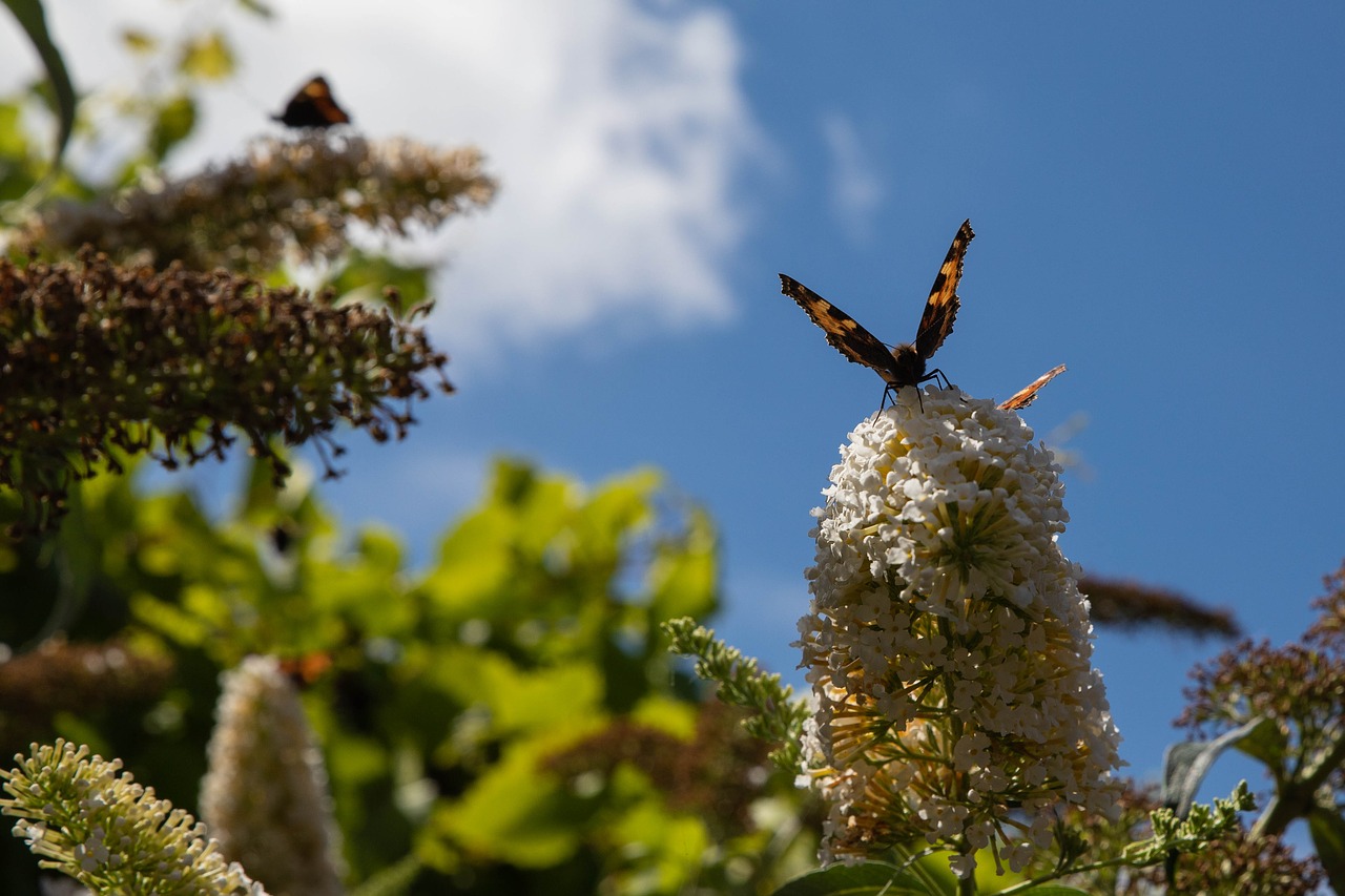 Drugelis,  Drugelis Krūmas,  Re,  Sodas,  Vasara,  Gyvūnas,  Gėlė,  Spalvinga,  Sparnas,  Buddleja