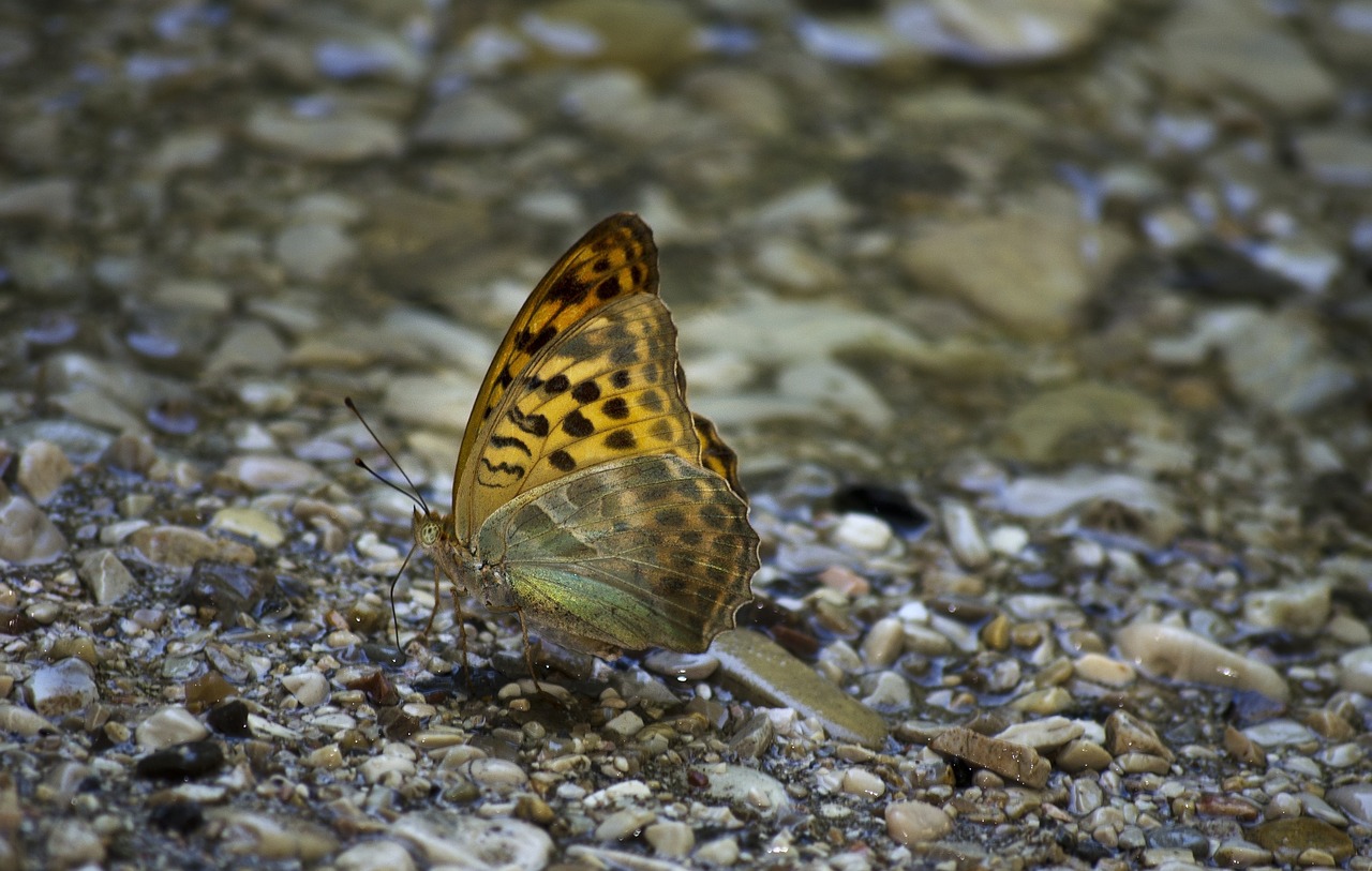 Drugelis,  Upė,  Gražus,  Vabzdys,  Antenos,  Fonas,  Transformacija,  Lepidoptera,  Spalvingas, Nemokamos Nuotraukos