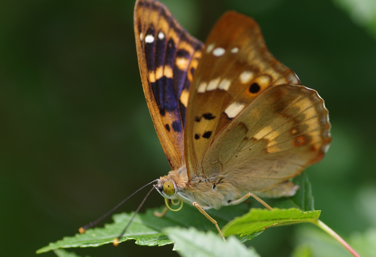 Drugelis, Mažesnis Violetinis Imperatorius, Vasara, Sodas, Vabzdys, Retai, Uždaryti, Gamta, Gyvūnas, Mėlynas Vaizdingas