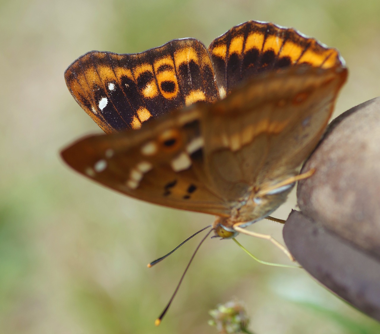 Drugelis, Mažesnis Violetinis Imperatorius, Vasara, Sodas, Vabzdys, Retai, Uždaryti, Gamta, Gyvūnas, Nemokamos Nuotraukos