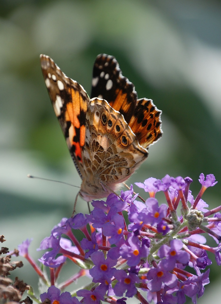 Drugelis, Vabzdys, Dažytos Panele, Laukinė Gamta, Makro, Sparnai, Buddleia, Nemokamos Nuotraukos,  Nemokama Licenzija