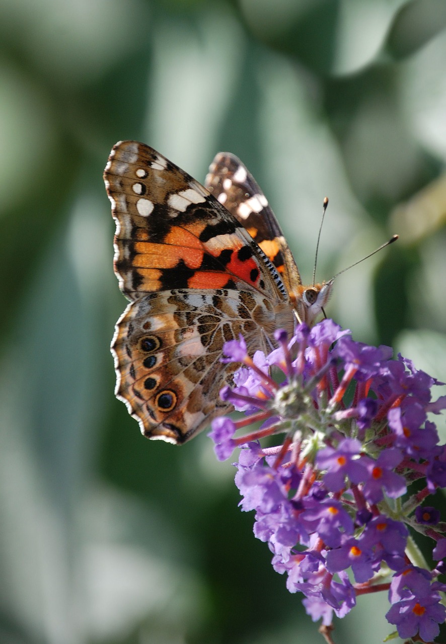 Drugelis, Vabzdys, Dažytos Panele, Laukinė Gamta, Makro, Sparnai, Buddleia, Nemokamos Nuotraukos,  Nemokama Licenzija