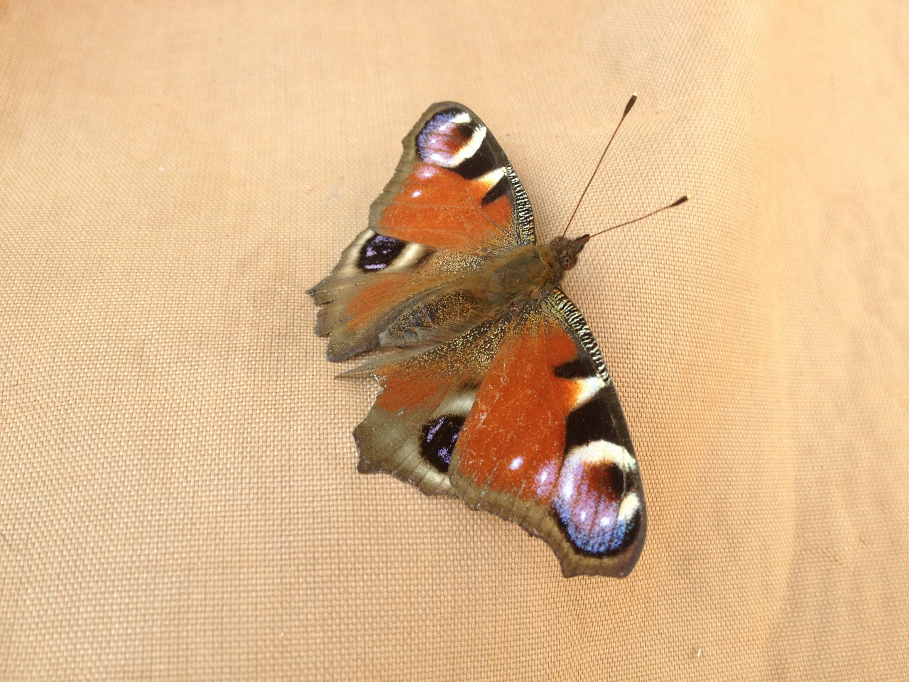 Drugelis, Povų Drugelis, Vabzdys, Makro, Spalvinga, Antena, Fauna, Rūšis, Gamta, Nemokamos Nuotraukos