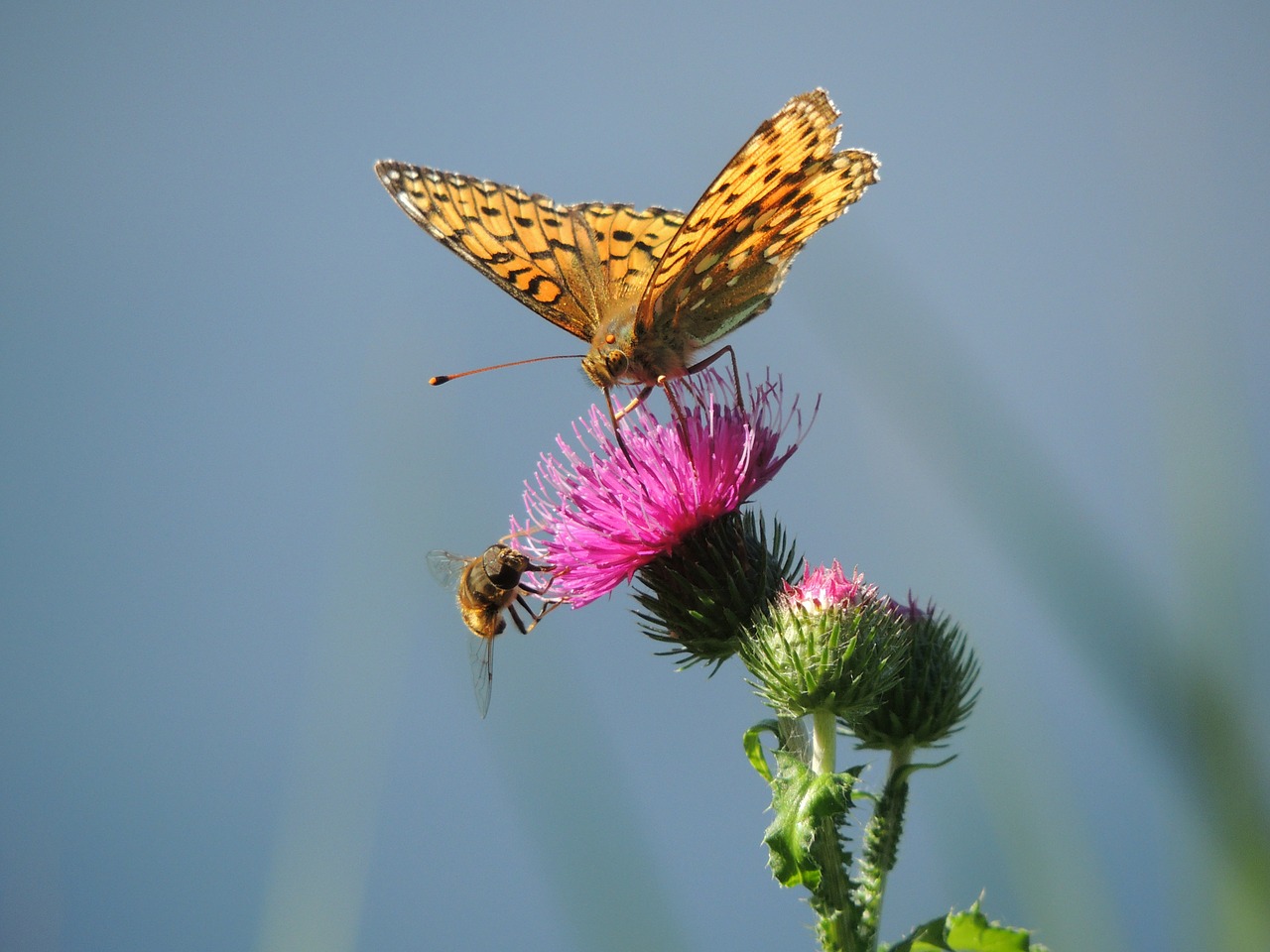 Drugelis, Fritillary, Didelis Fritillary, Mesoacidalia Aglaja, Oranžinė, Drugeliai, Vabzdys, Sparnas, Spalvinga, Spalva