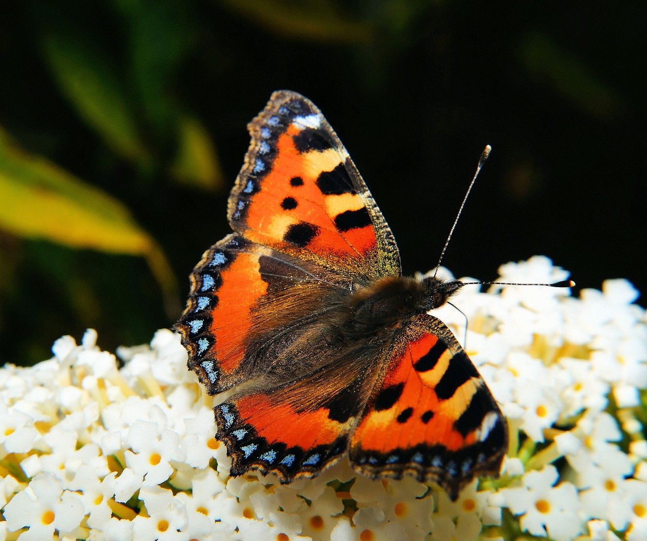 Drugelis, Maža Lapė, Spalva, Drugeliai, Edelfalter, Nymphalis Urticae, Sodas, Gėlės, Elegantiškas, Makro