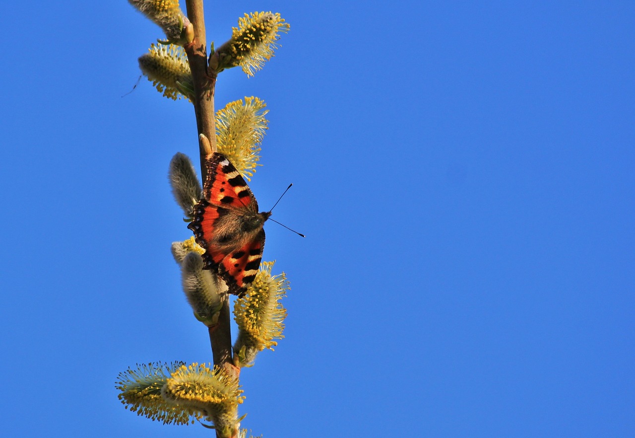 Drugelis, Maža Lapė, Vabzdys, Gyvūnas, Drugeliai, Sparnas, Augalas, Flora, Fauna, Gamta