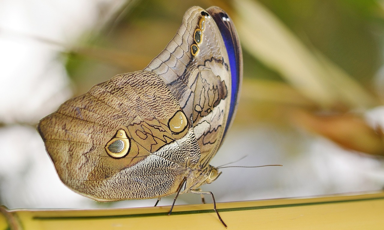 Drugelis, Vabzdys, Makro, Gamta, Papilio, Gyvūnas, Peleides, Mėlynas Morfas, Dažnas Morfas, Imperatorius