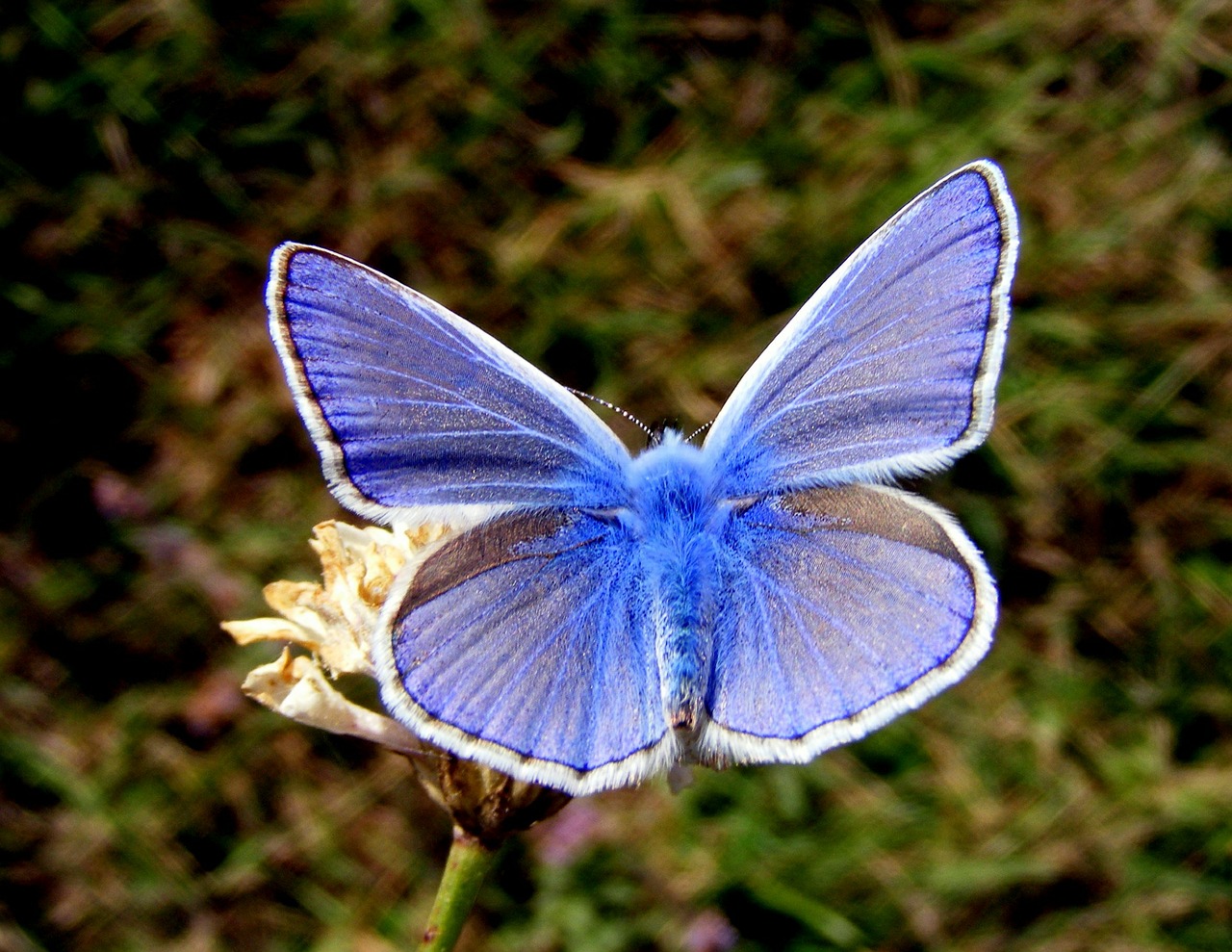 Drugelis, Mėlynas, Gėlė, Gamta, Insekta, Nemokamos Nuotraukos,  Nemokama Licenzija