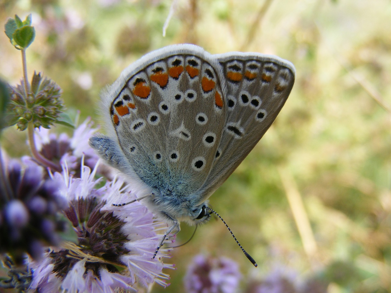 Drugelis, Mėlynas, Dažymas, Insekta, Žolė, Gėlė, Žalias, Gamta, Nemokamos Nuotraukos,  Nemokama Licenzija