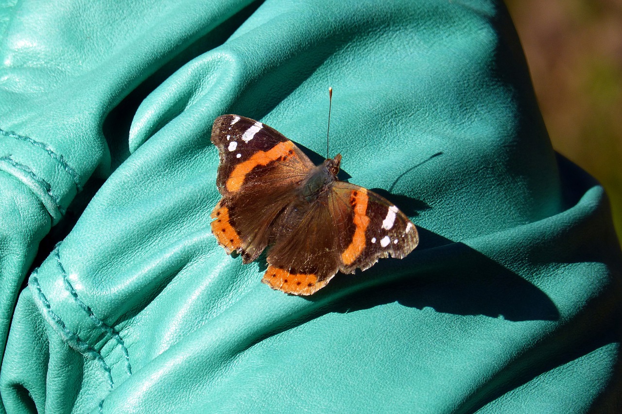 Drugelis, Admirolas, Vanessa Atalanta, Edelfalter, Vabzdys, Ruduo, Pleistras Drugelis, Nemokamos Nuotraukos,  Nemokama Licenzija