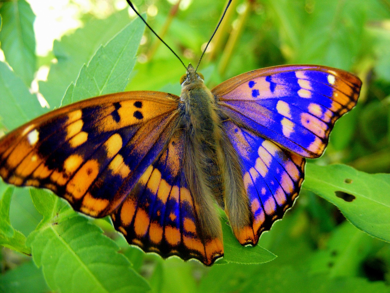 Drugelis, Geltona, Mėlynas, Lapai, Gėlė, Žalias, Gamta, Žolė, Insekta, Dažymas