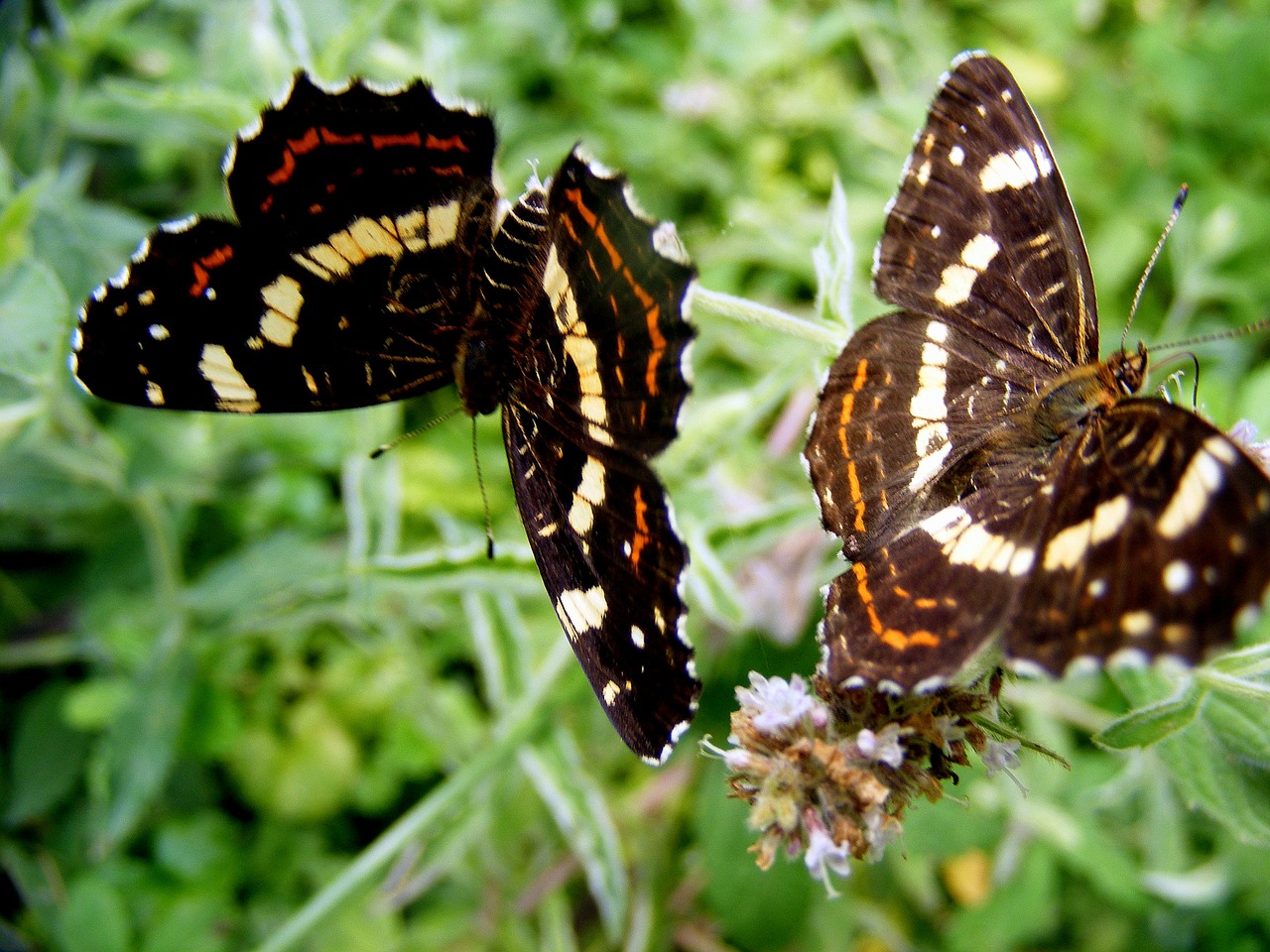 Drugelis, Ruda, Lapai, Gėlė, Žalias, Gamta, Žolė, Insekta, Dažymas, Sparnai