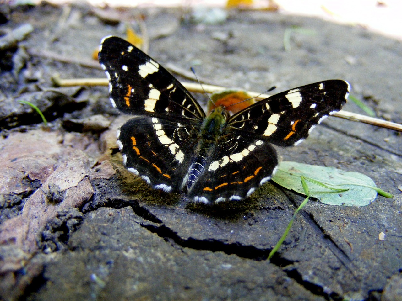 Drugelis, Žemė, Gamta, Žolė, Insekta, Dažymas, Sparnai, Ruda, Nemokamos Nuotraukos,  Nemokama Licenzija