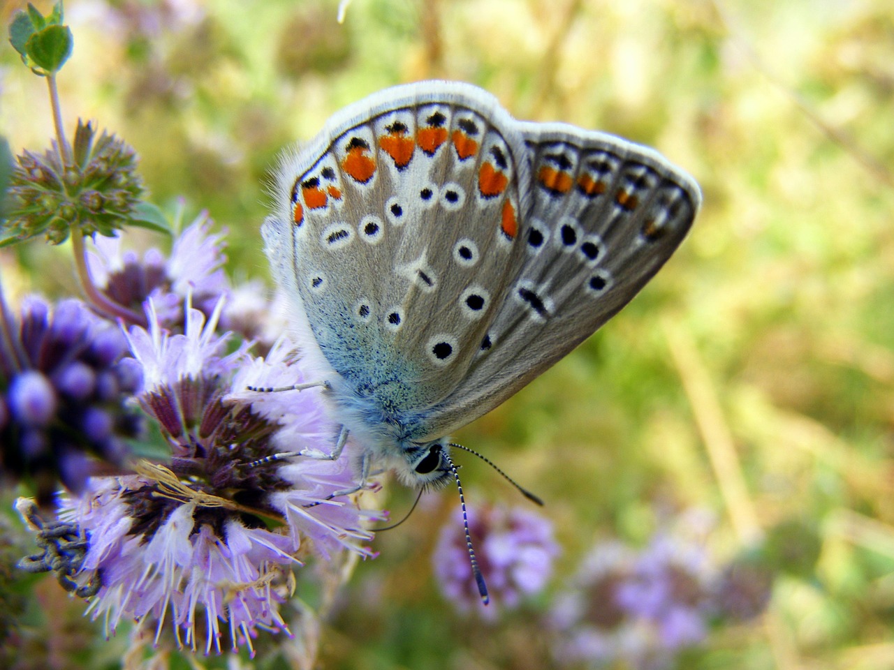 Drugelis, Mėlynas, Gėlė, Žalias, Gamta, Žolė, Insekta, Dažymas, Sparnai, Nemokamos Nuotraukos