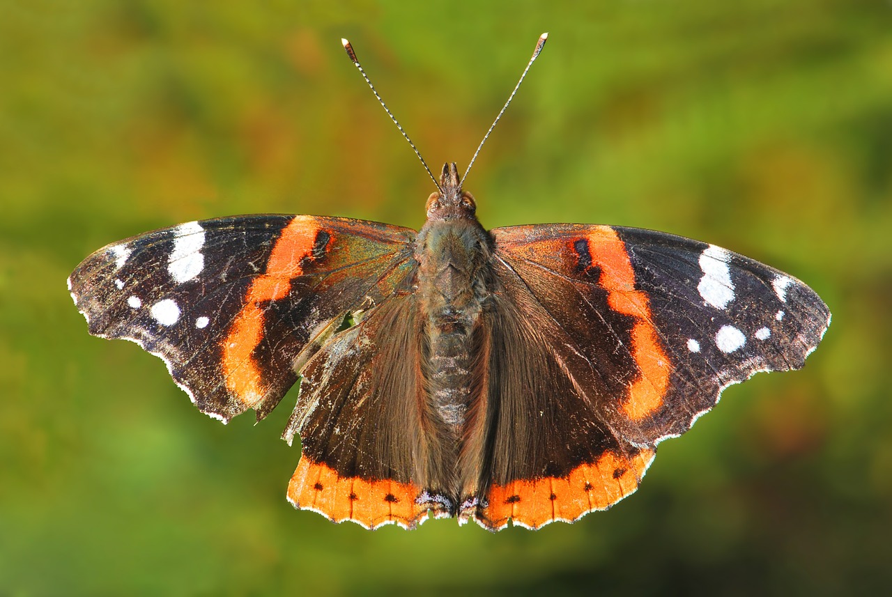 Drugelis, Raudonasis Admirolas, Vanessa Atalanta, Užpuolė, Pažeistas Sparnas, Suaugęs, Oranžinė, Spalvinga, Antena, Nemokamos Nuotraukos