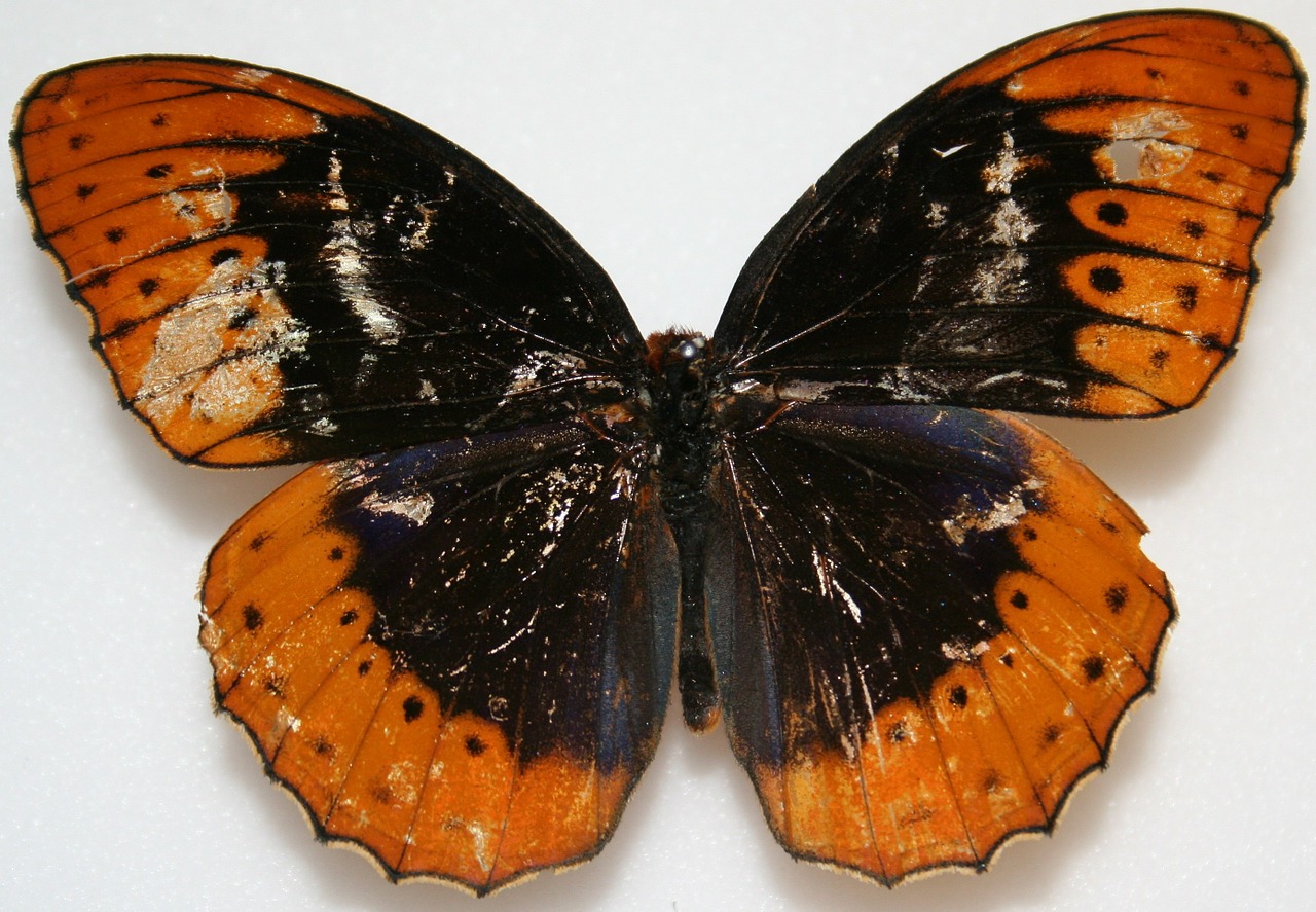 Drugelis, Patinas, Diana Fritillary, Speyeria Diana, Miškingos Vietovės, Spalvinga, Usa, Vabzdys, Nemokamos Nuotraukos,  Nemokama Licenzija