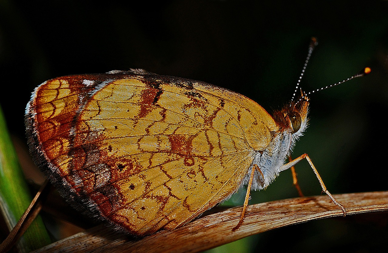 Drugelis, Makro, Vabzdys, Gamta, Biologija, Gyvūnas, Subtilus, Laukinė Gamta, Metamorfozė, Vasara