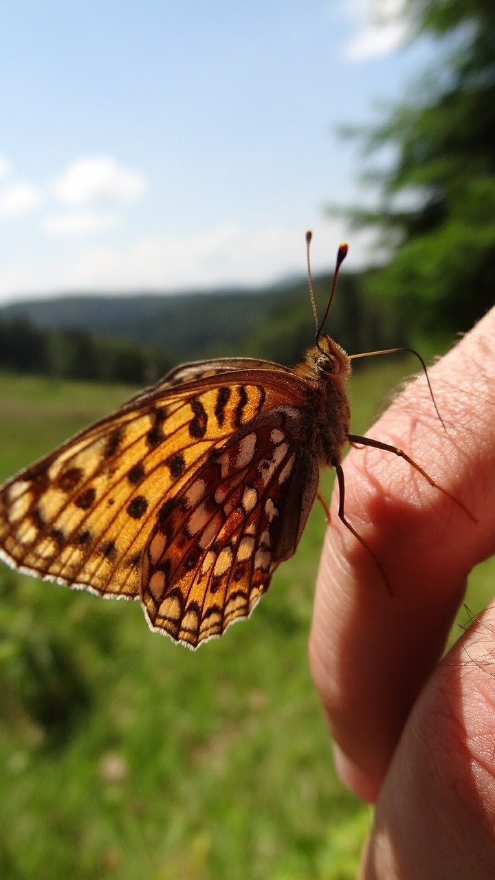 Drugelis, Gamta, Sparnai, Insekta, Žolė, Žalias, Dažymas, Ruda, Nemokamos Nuotraukos,  Nemokama Licenzija