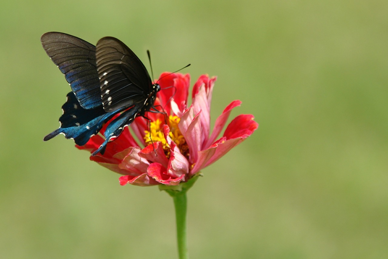 Drugelis, Zinnia, Gamta, Vabzdys, Fauna, Natūralus, Gėlė, Sodas, Sparnas, Flora