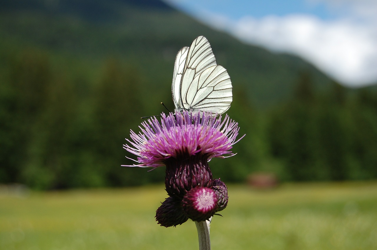 Drugelis, Drakonas, Uždaryti, Vabzdys, Gėlė, Žiedas, Žydėti, Violetinė, Nemokamos Nuotraukos,  Nemokama Licenzija