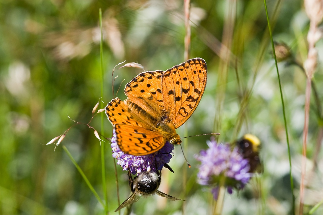 Drugelis, Didelis Rudas Krioklys, Argynnis Adippe, Natūralus, Gėlė, Nemokamos Nuotraukos,  Nemokama Licenzija