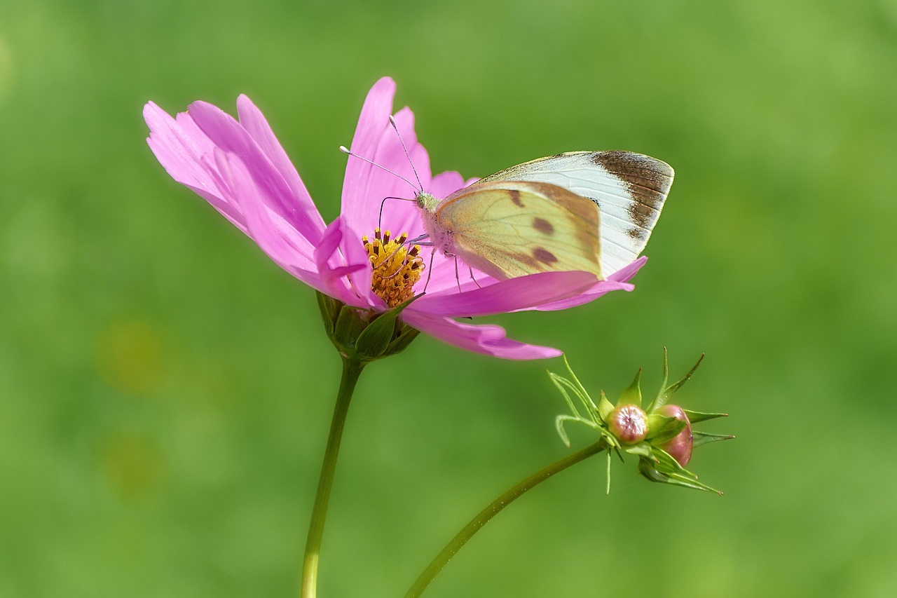 Drugelis, Papilio, Vabzdys, Gyvūnas, Papilionidae, Gamta, Vasara, Sparnas, Fauna, Flora