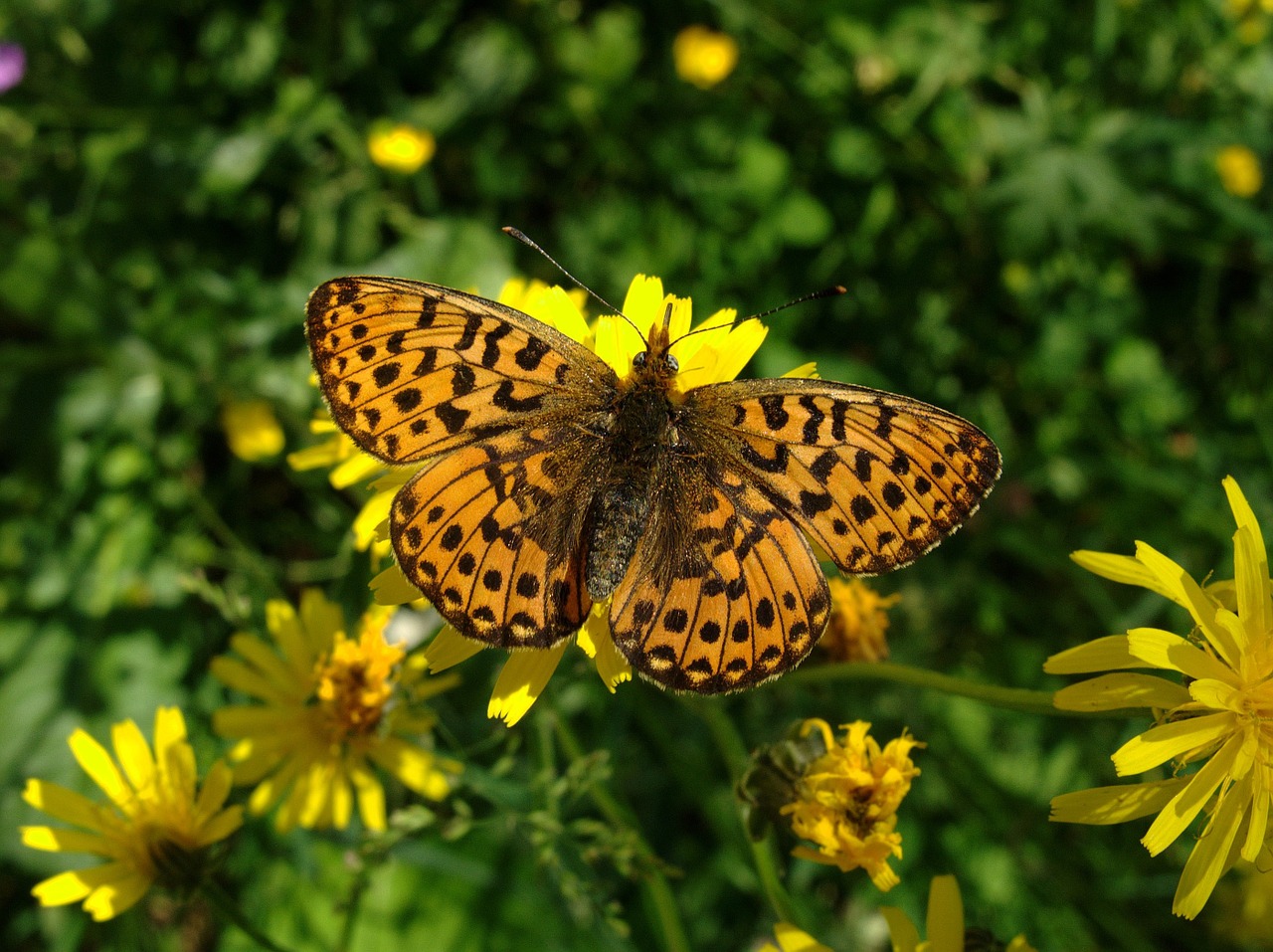 Drugelis, Vabzdys, Spalvinga, Sparnai, Gamta, Laukinė Gamta, Gėlės, Makro, Perlas Ribojantis Krateris, Boloria Euphrosyne