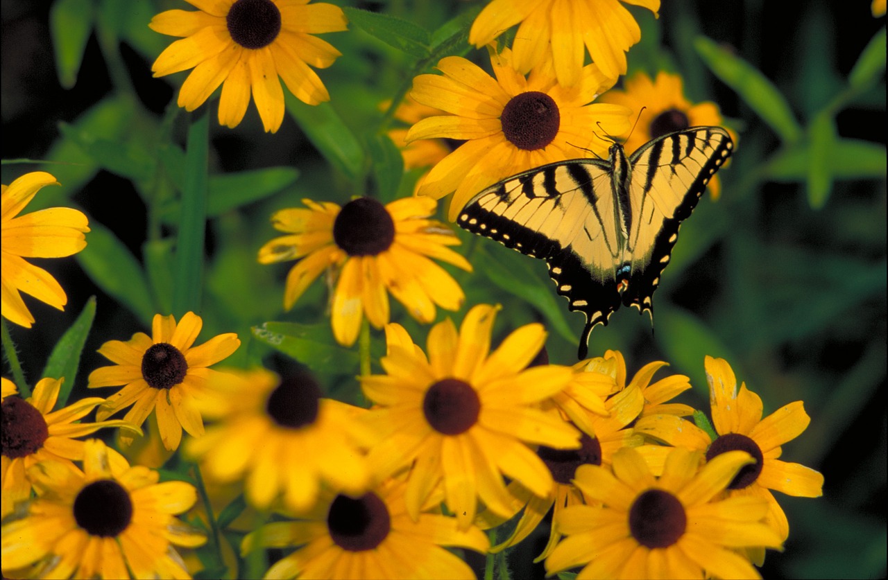 Drugelis,  Swallowtail,  Gėlės,  Juodas Eyed Susan,  Augalas,  Vabzdys,  Laukinė Gamta,  Gamta,  Makro,  Sodas