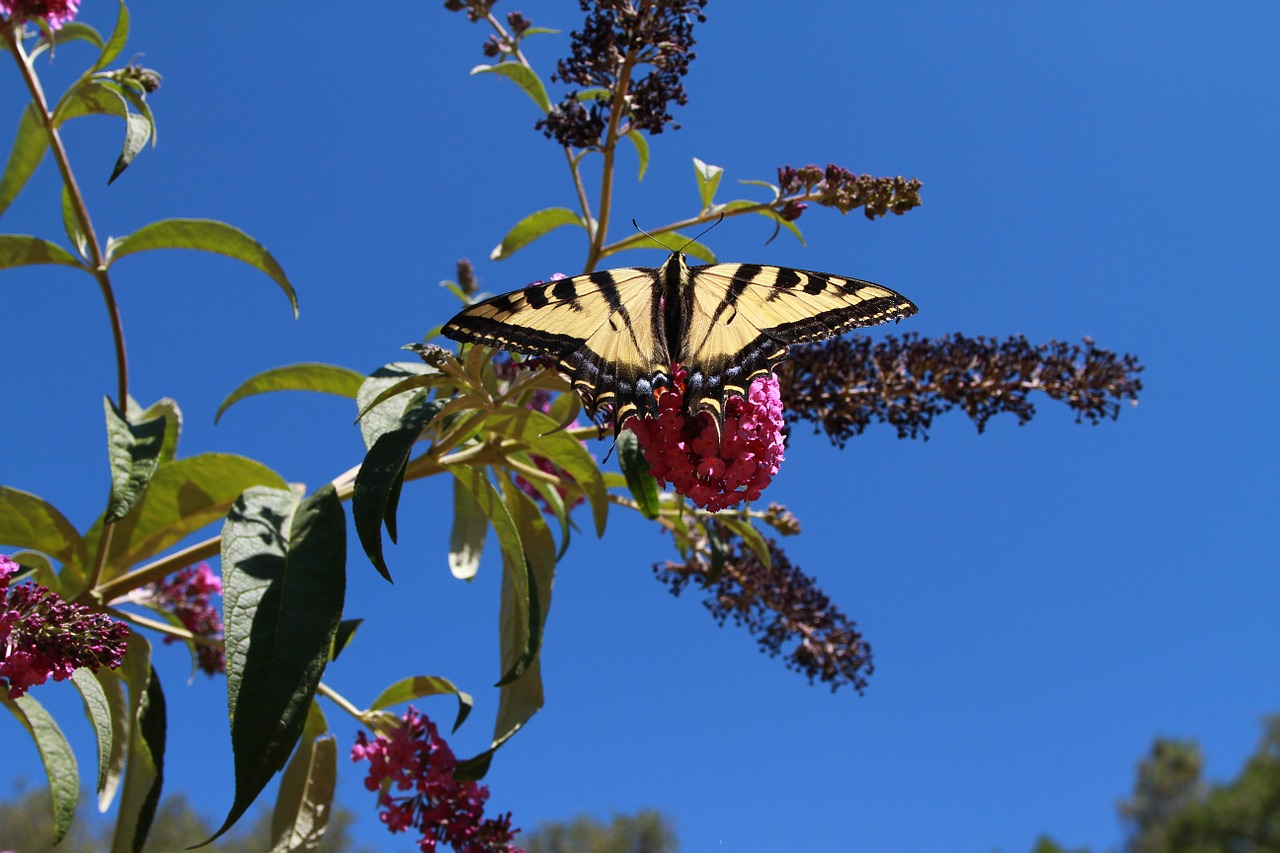 Drugelis,  Swallowtail,  Vabzdys,  Augalas,  Violetinė,  Geltona,  Juoda,  Vasara,  Laukinė Gamta,  Sparnas