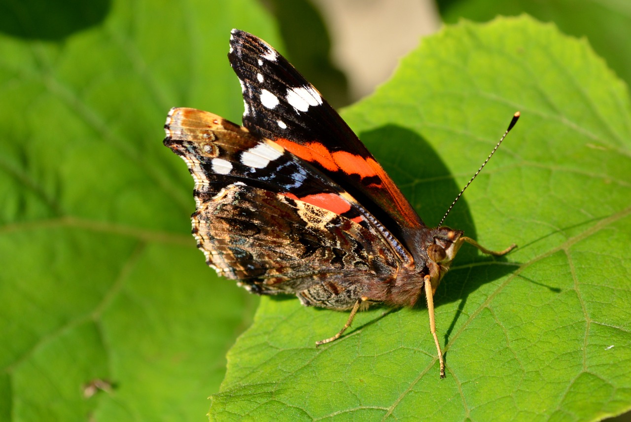 Drugelis, Dažymas, Lapai, Insekta, Sparnai, Nemokamos Nuotraukos,  Nemokama Licenzija