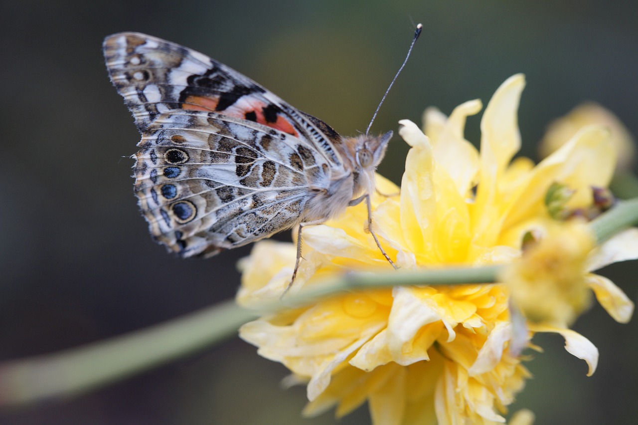 Drugelis, Dažytos Panele, Uždaryti, Žiedas, Žydėti, Edelfalter, Vabzdys, Vasara, Gyvūnas, Fauna