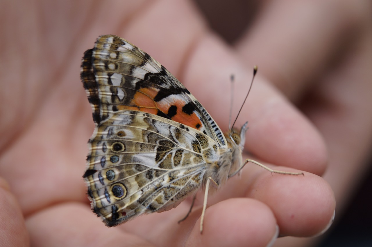 Drugelis, Dažytos Panele, Uždaryti, Žiedas, Žydėti, Edelfalter, Vabzdys, Vasara, Gyvūnas, Fauna