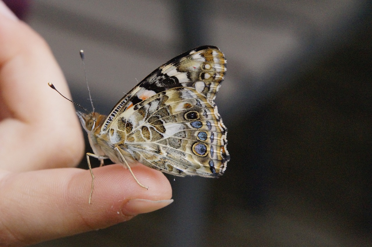 Drugelis, Dažytos Panele, Uždaryti, Edelfalter, Vabzdys, Vasara, Gyvūnas, Fauna, Drugeliai, Sparnas