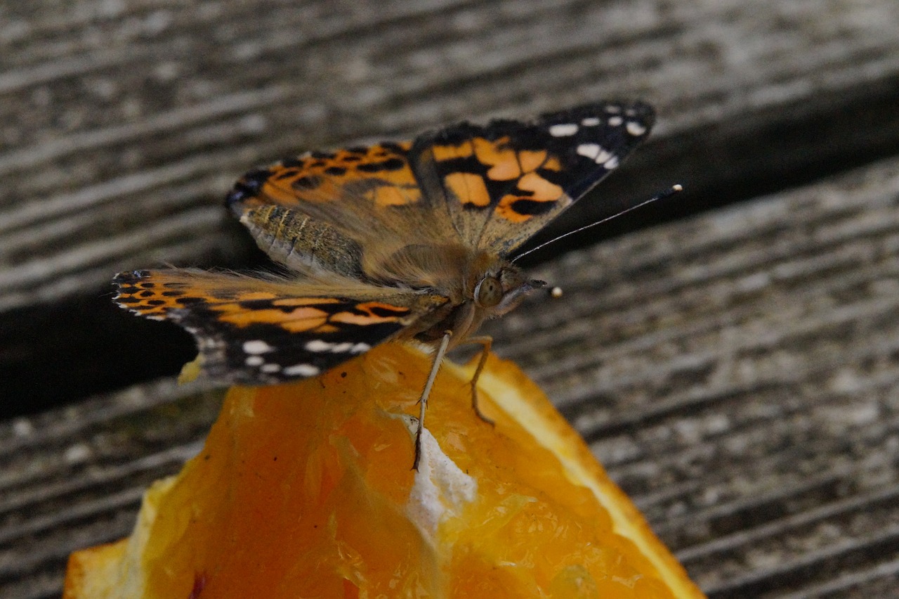 Drugelis, Edelfalter, Drugeliai, Vabzdys, Uždaryti, Gyvūnas, Vasara, Pavasaris, Oranžinė, Sparnas