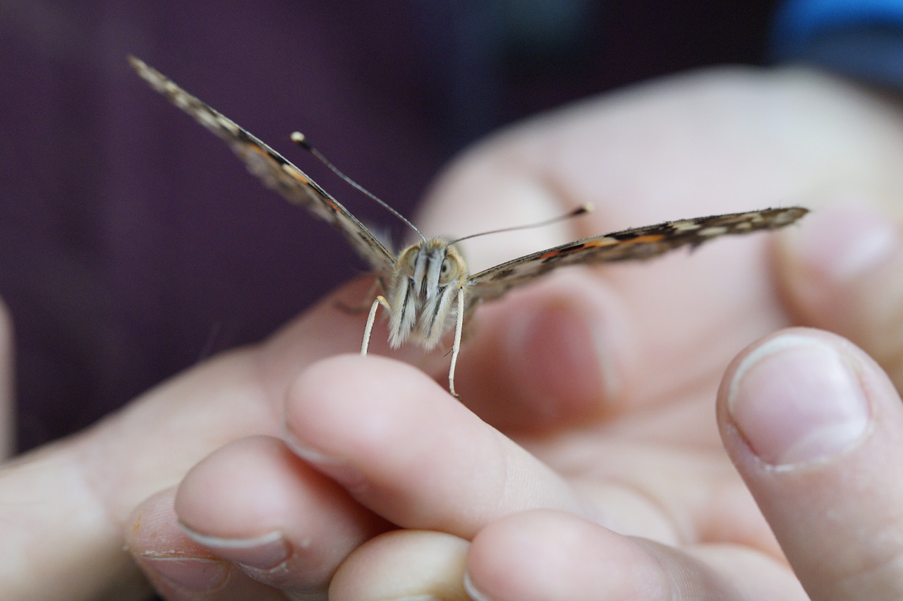 Drugelis, Dažytos Panele, Uždaryti, Edelfalter, Vabzdys, Vasara, Gyvūnas, Fauna, Drugeliai, Sparnas