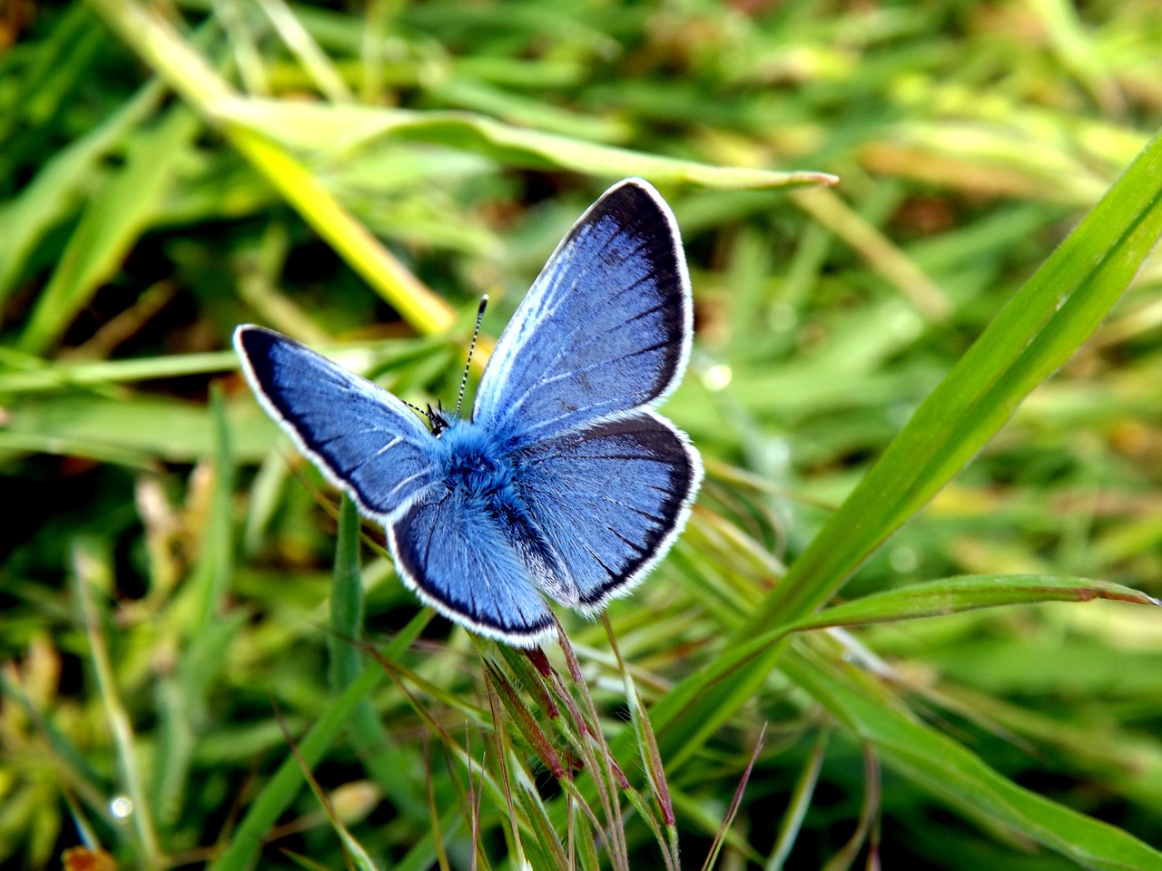 Drugelis,mėlynas,sparnai,insekta,žalias - nemokamos nuotraukos ...