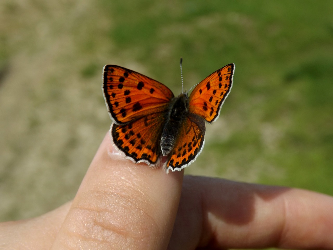 Drugelis, Raudona, Sparnai, Dažymas, Insekta, Nemokamos Nuotraukos,  Nemokama Licenzija