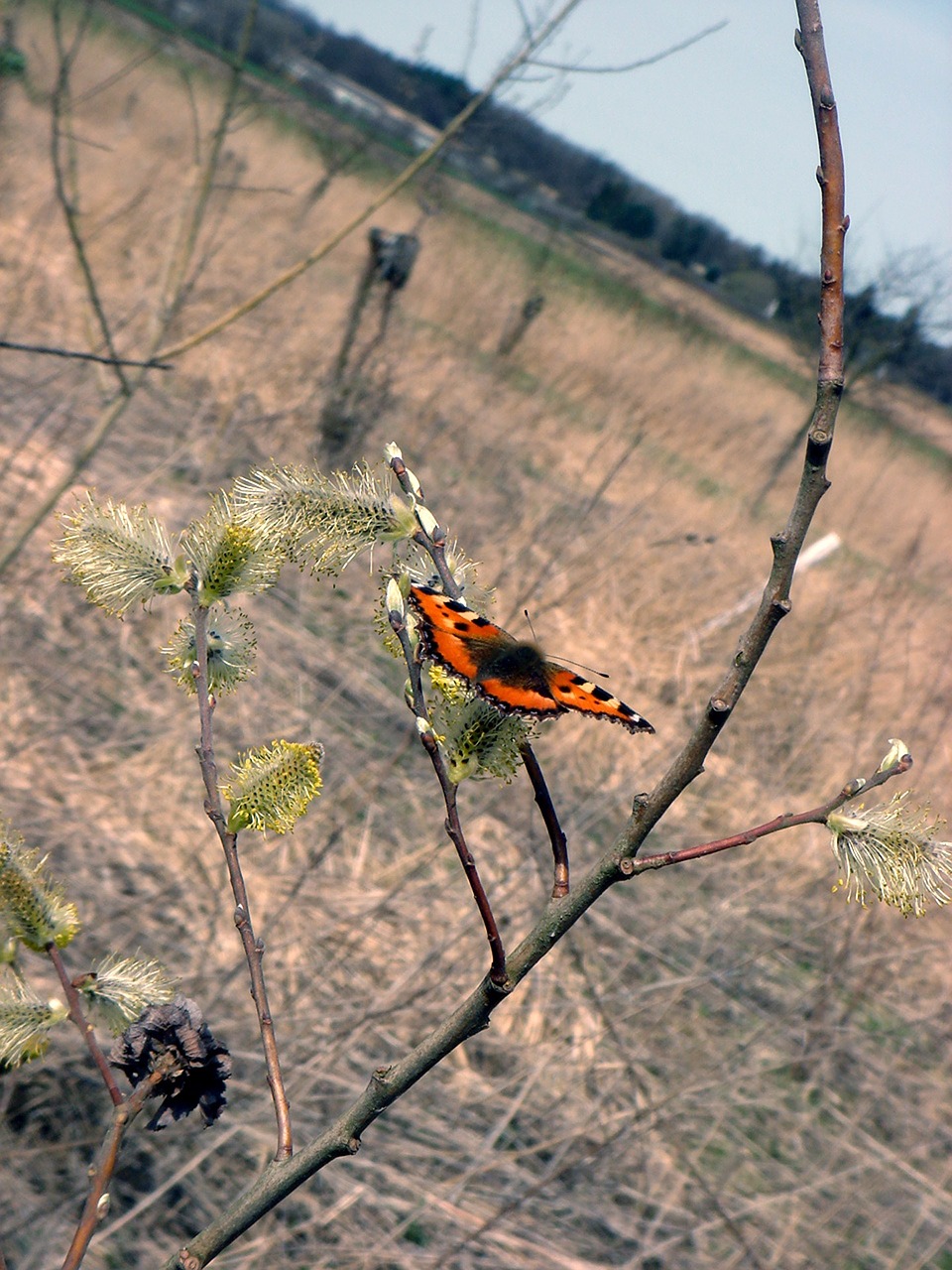 Drugelis, Pavasaris, Swallowtail, Filialas, Gamta, Vabzdys, Nemokamos Nuotraukos,  Nemokama Licenzija