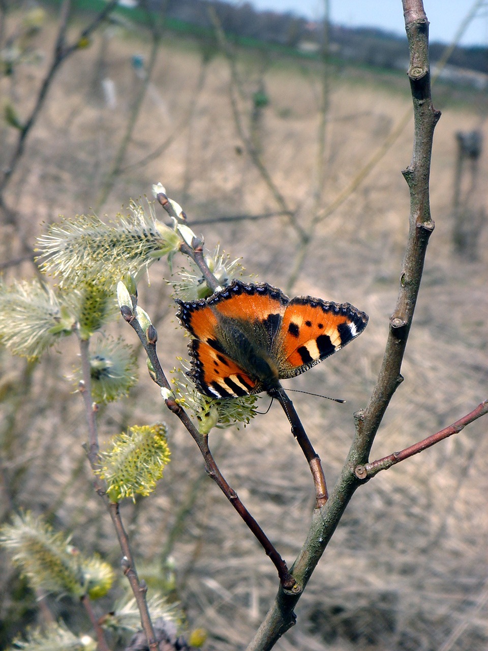 Drugelis, Pavasaris, Gamta, Swallowtail, Filialas, Sparnai, Grožis, Vabzdys, Nemokamos Nuotraukos,  Nemokama Licenzija