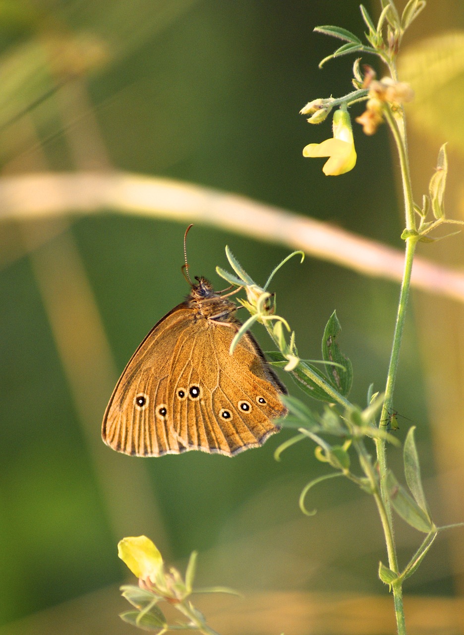 Drugelis, Augalas, Gėlė, Vabzdys, Gamta, Flora, Žiedas, Žydėti, Žalias, Gražus