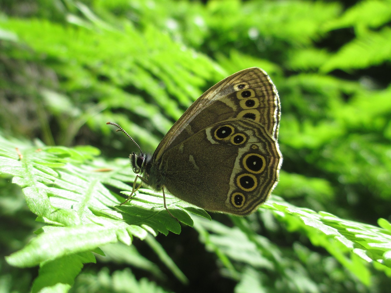 Drugelis, Miško Rudas, Nymphalidae, Gyvūnas, Vasara, Saulė, Vabzdys, Klaida, Makro, Gamta