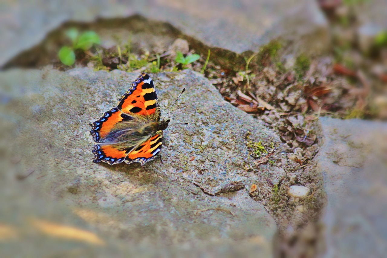 Drugelis, Maža Lapė, Vabzdys, Gyvūnas, Drugeliai, Fauna, Uždaryti, Spalvinga, Sėdėti, Sparnas