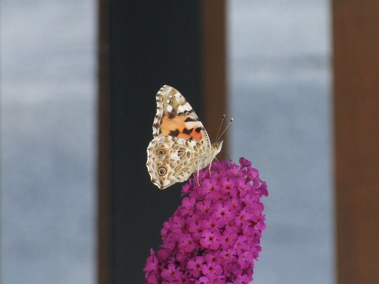 Drugelis, Gėlė, Rožinis, Turkų Organas, Buddleja Davidii, Nemokamos Nuotraukos,  Nemokama Licenzija